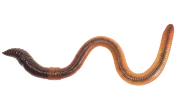 Würmer transparente Bilder