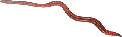 Worms Transparente png.