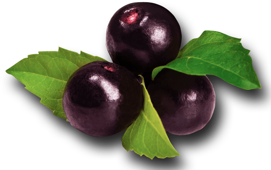 Acai Berry PNG Clipart Background
