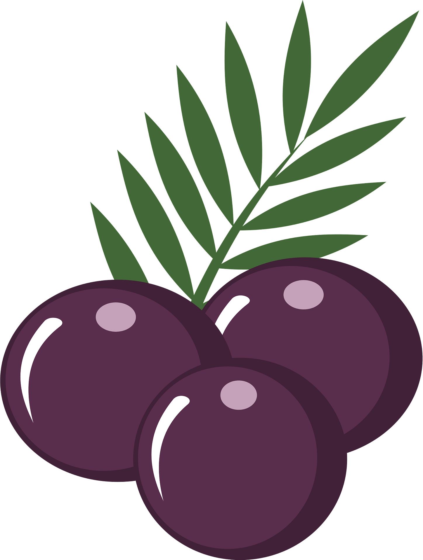 Acai Berry PNG Free File Download