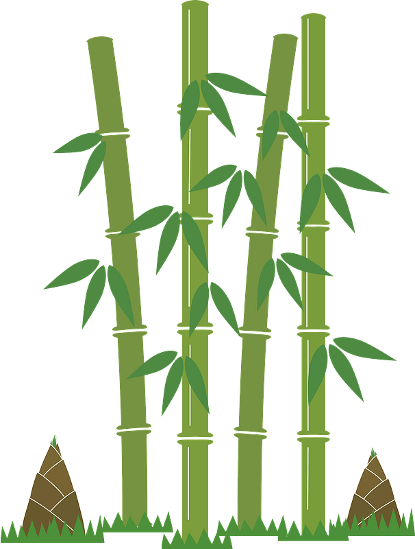 Bamboo Shoot Transparent Image