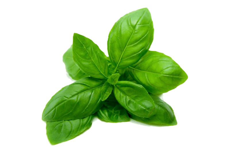 Basil PNG Background.