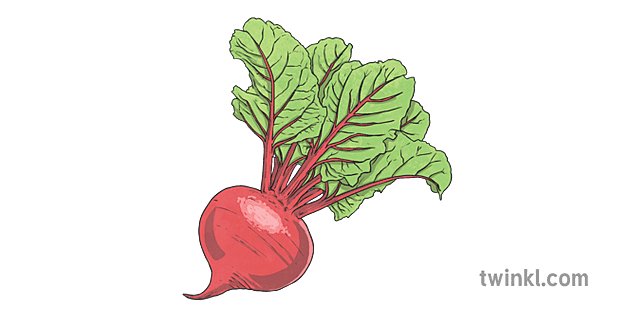 Beetroot PNG Images HD