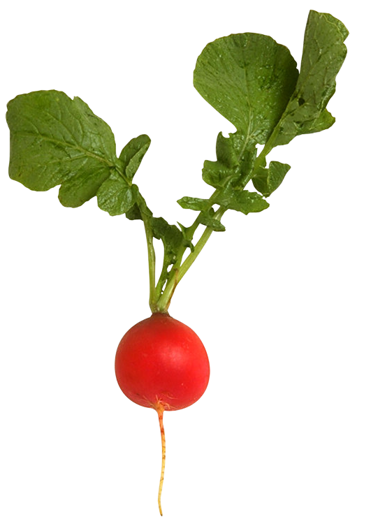 Beetroot PNG Pic Background