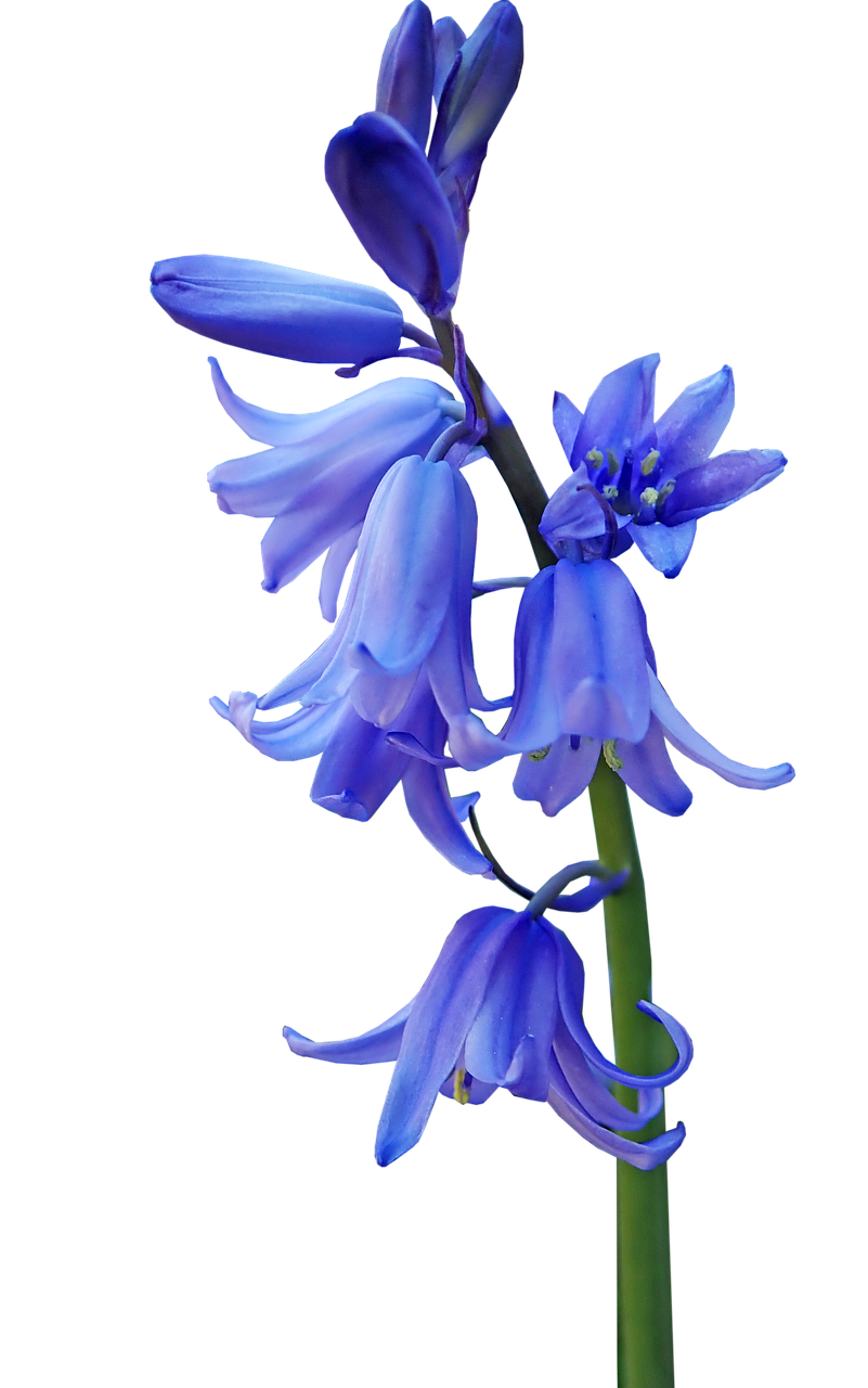 Bluebell Free PNG Clip Art