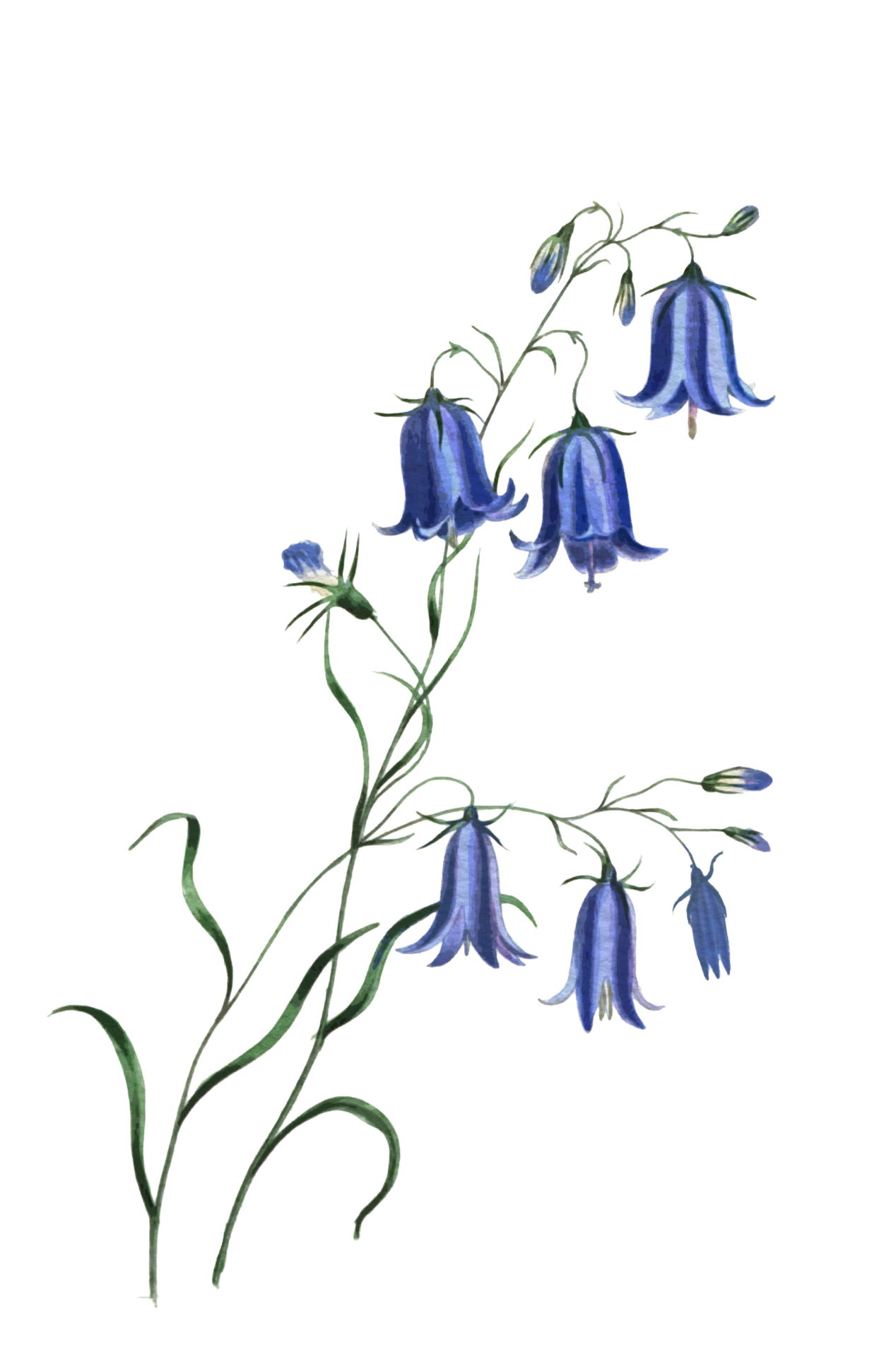 Bluebell No Background Clip Art