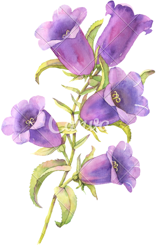 Bluebell PNG Photo Image