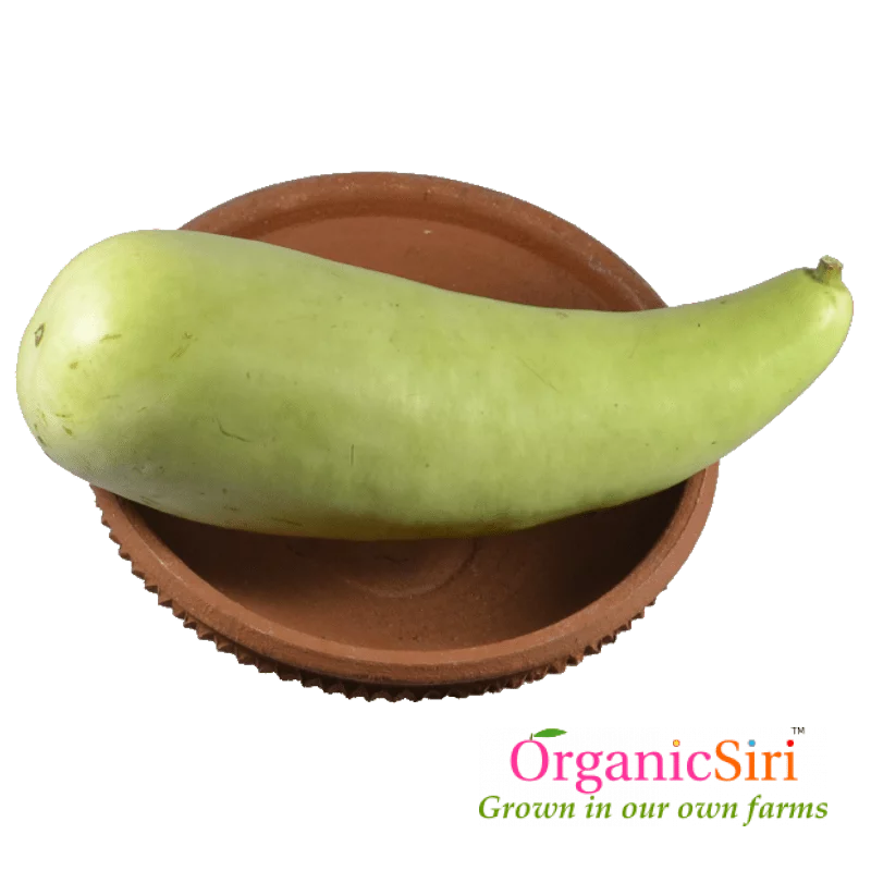 Bottle Gourd Free PNG