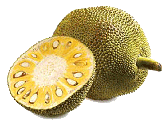 Breadfruit PNG Free File Download