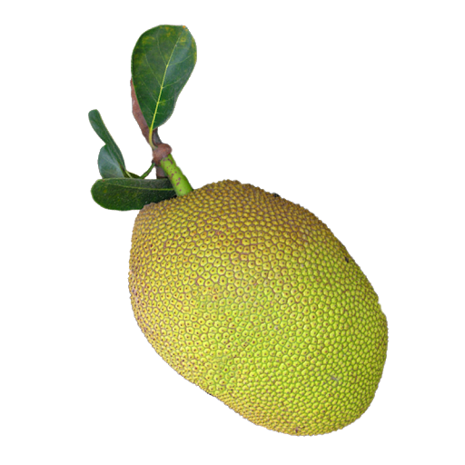 Breadfruit PNG Photo Image