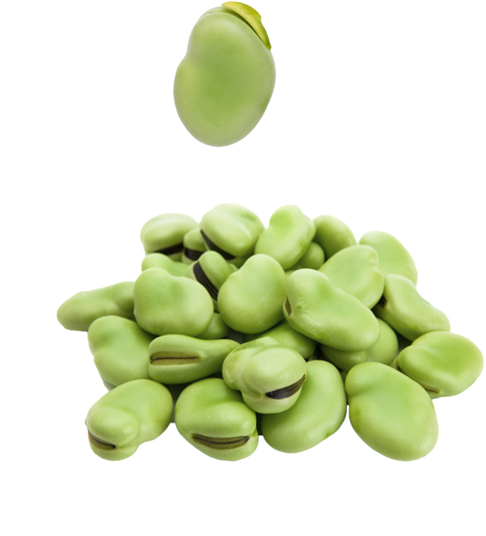 Broad Bean PNG Clipart Background