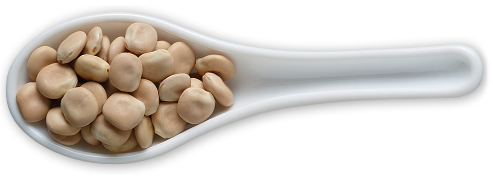 Broad Bean PNG Pic Background