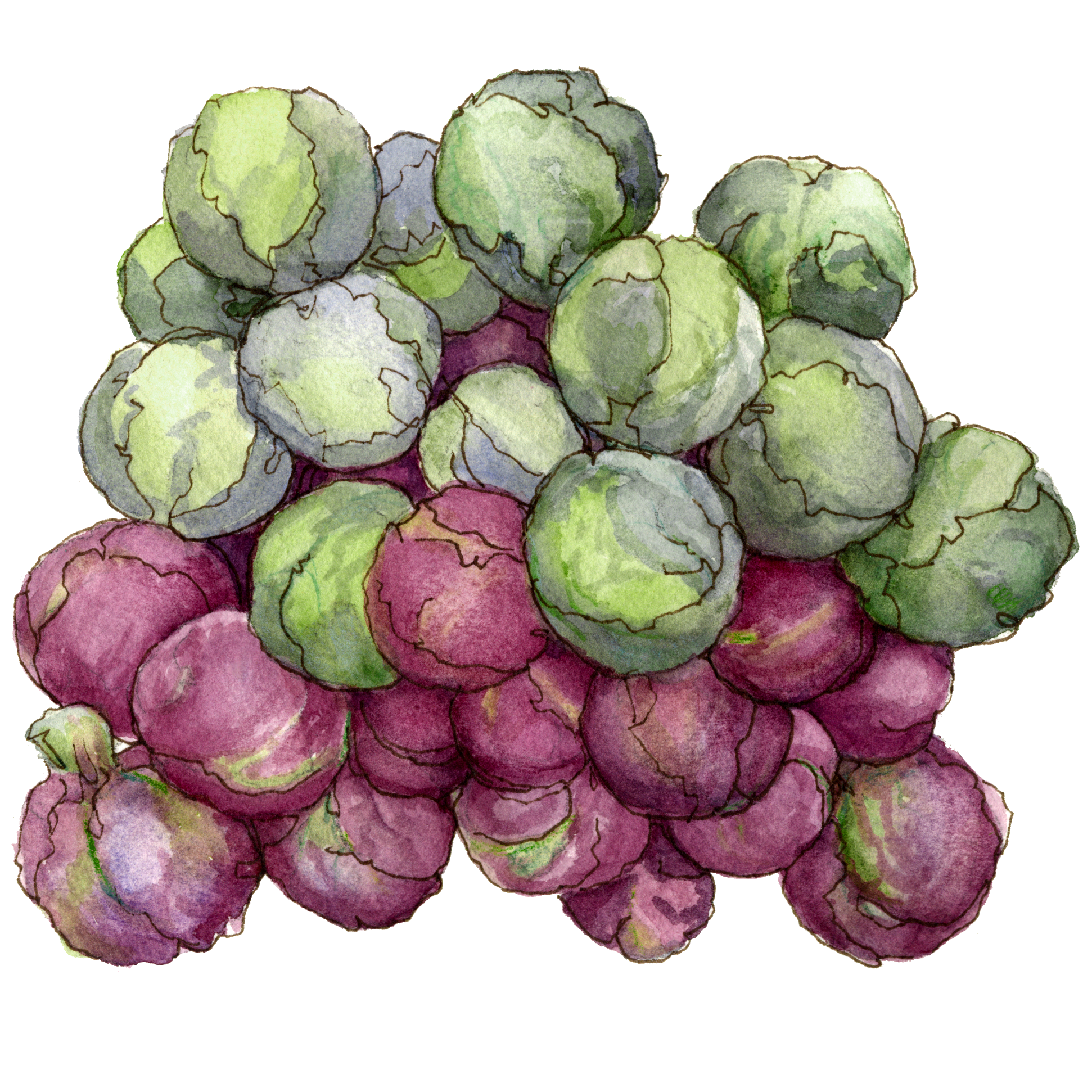 Brussel Sprout Transparent Background