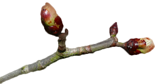 Bud PNG Images HD