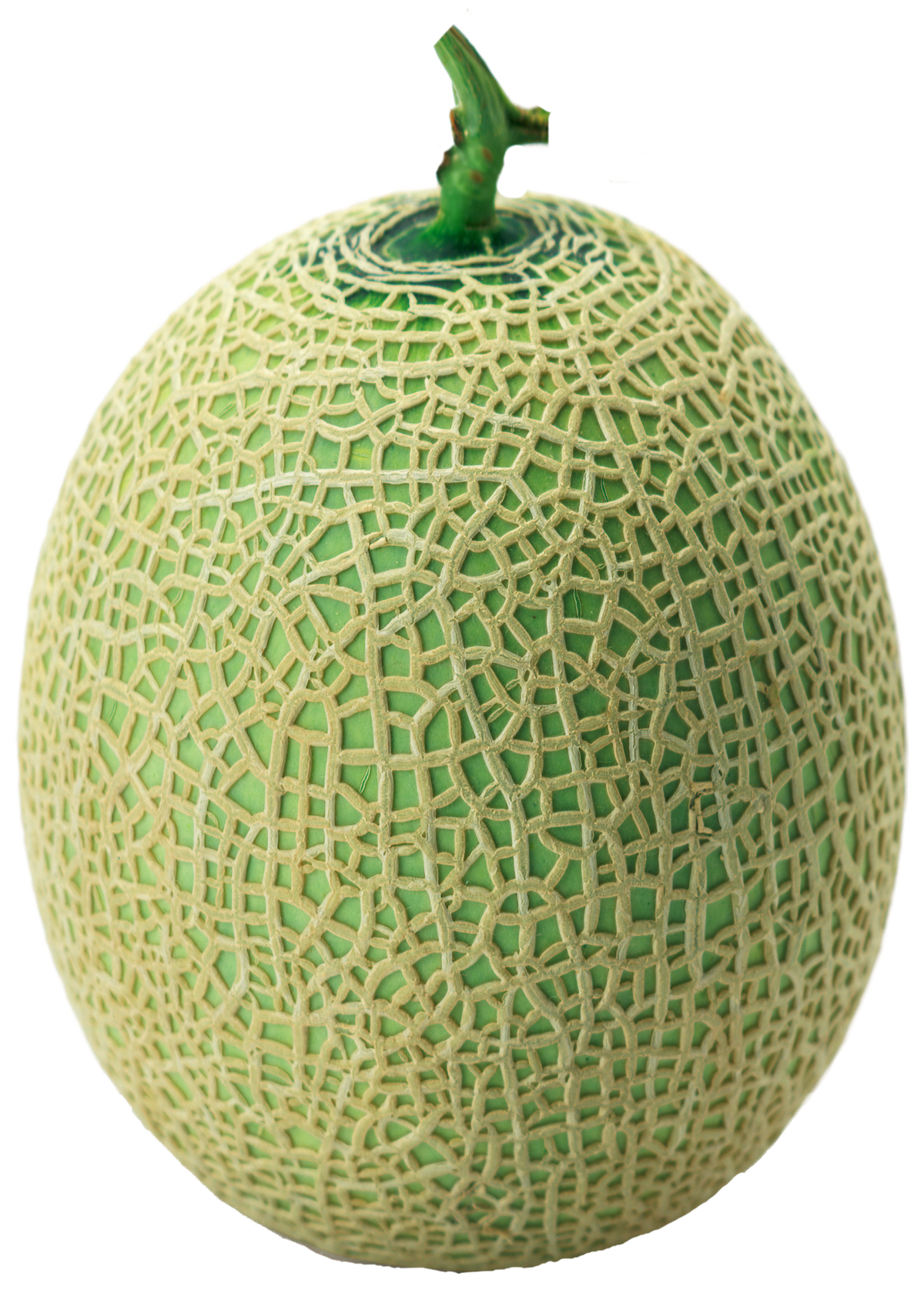 Cantaloupe PNG Clipart Background