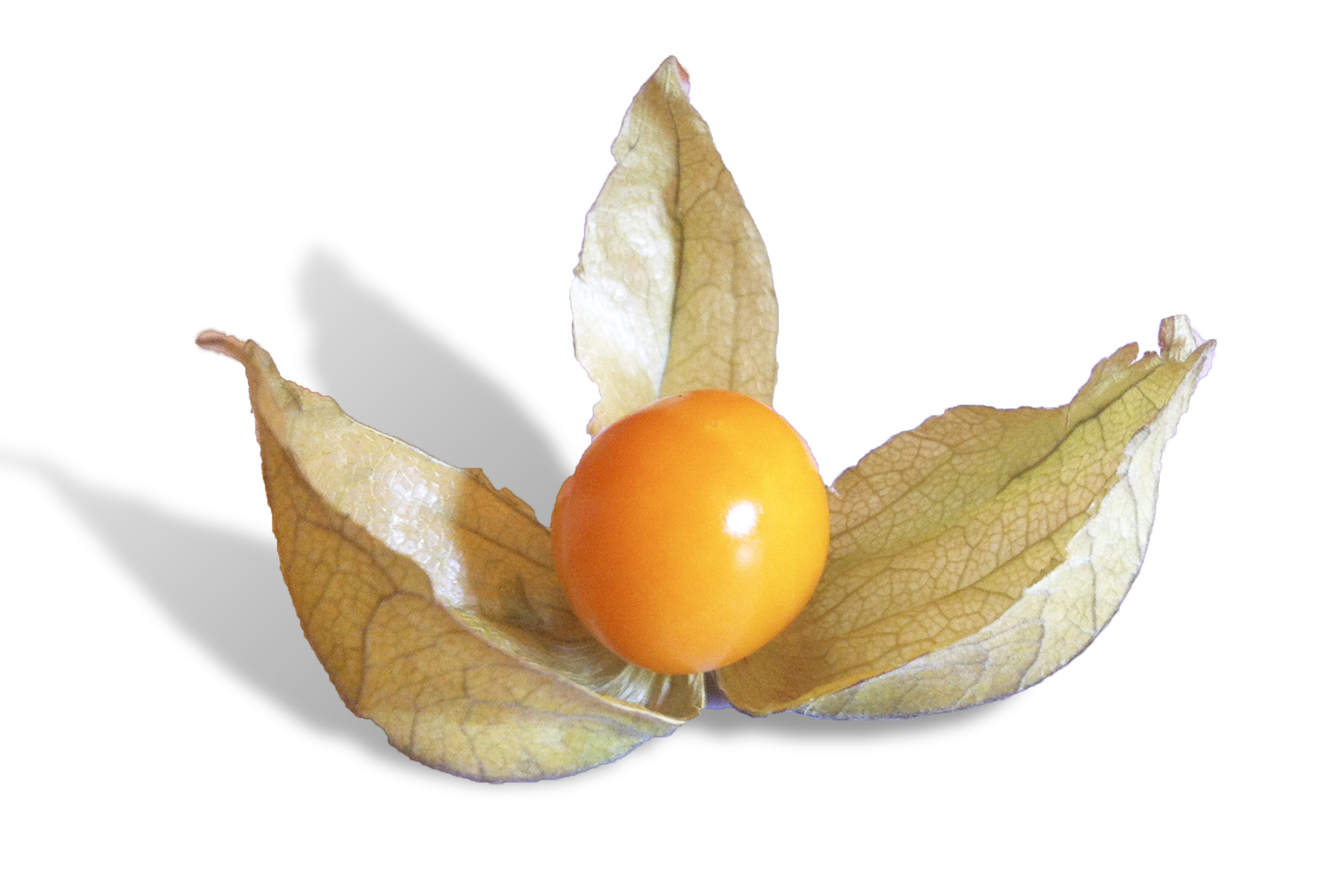 Cape Gooseberry PNG Clipart Background