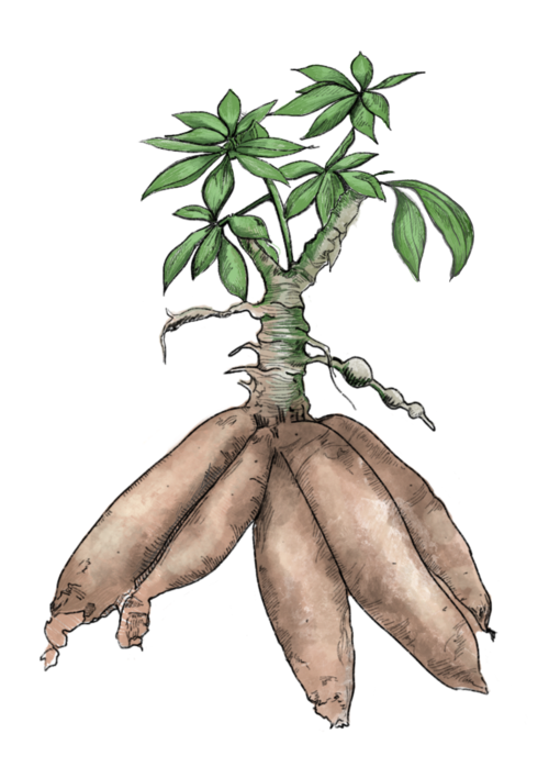 Cassava PNG Background