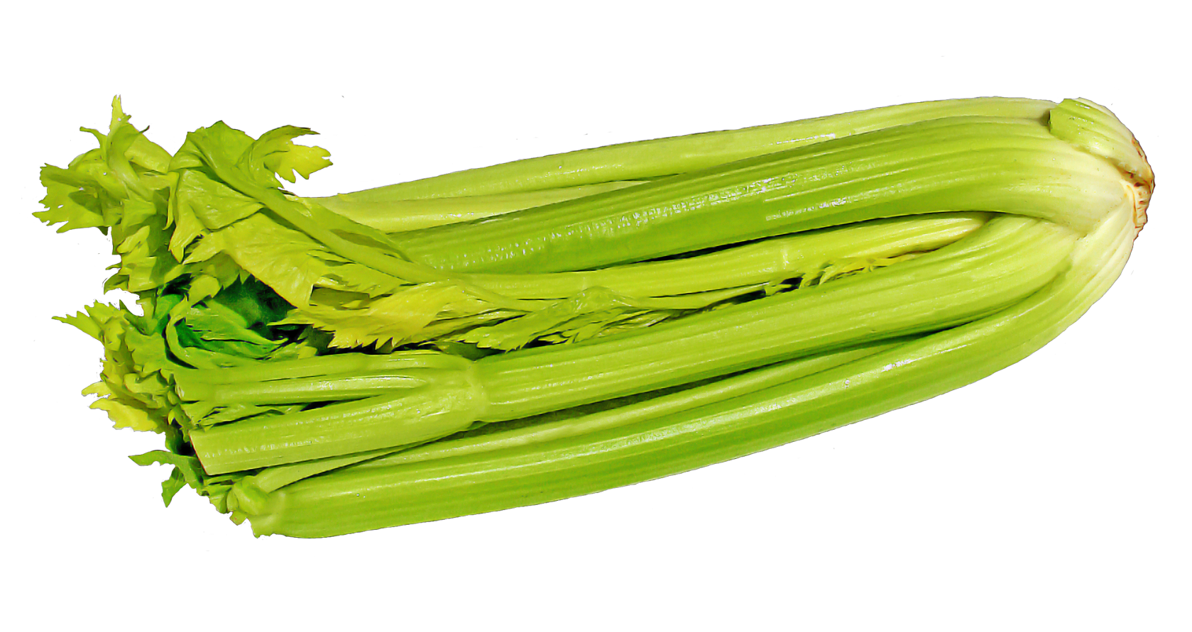 Celery PNG Clipart Background