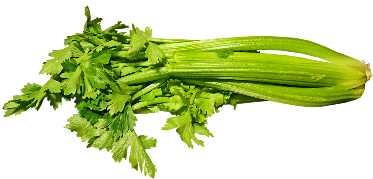 Celery PNG Free File Download