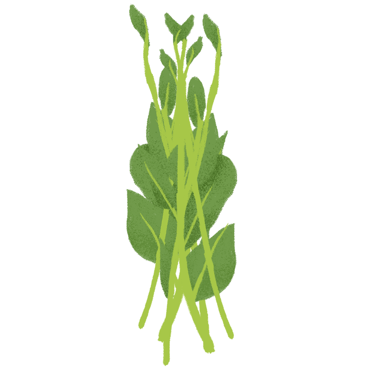 Ceylon Spinach PNG HD Quality