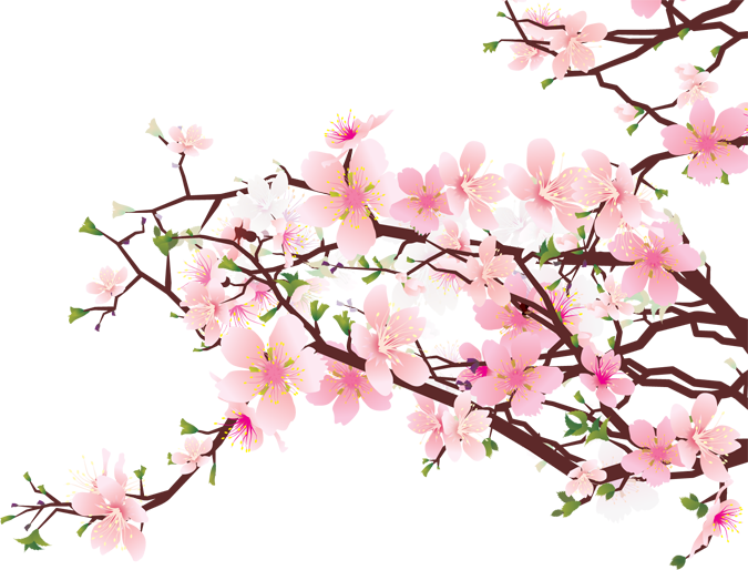Cherry Blossom Download Free PNG