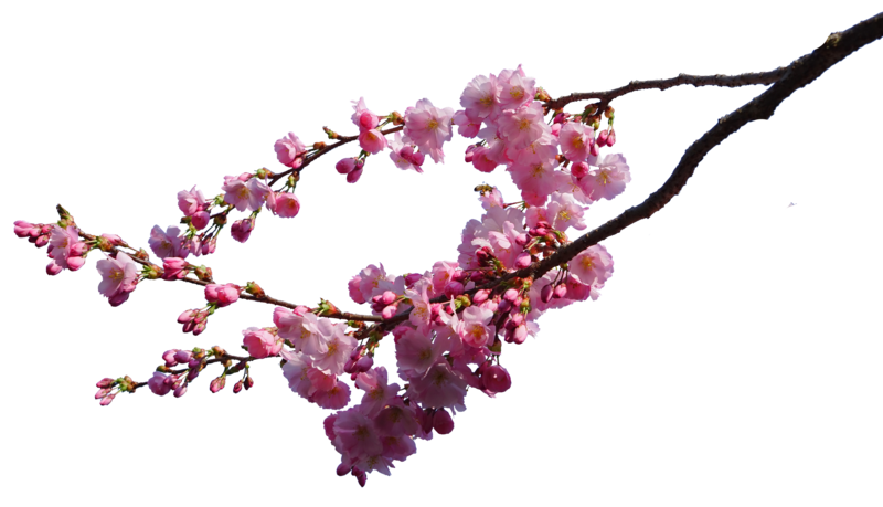 Cherry Blossom Free PNG Clip Art