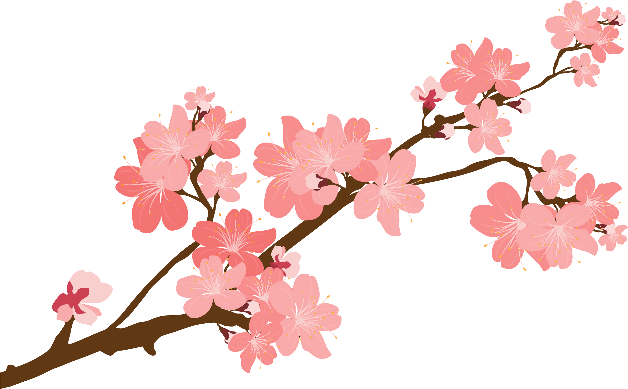 Cherry Blossom PNG Background