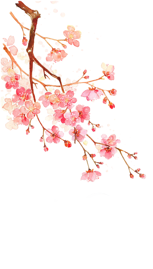 Cherry Blossom PNG HD Photos