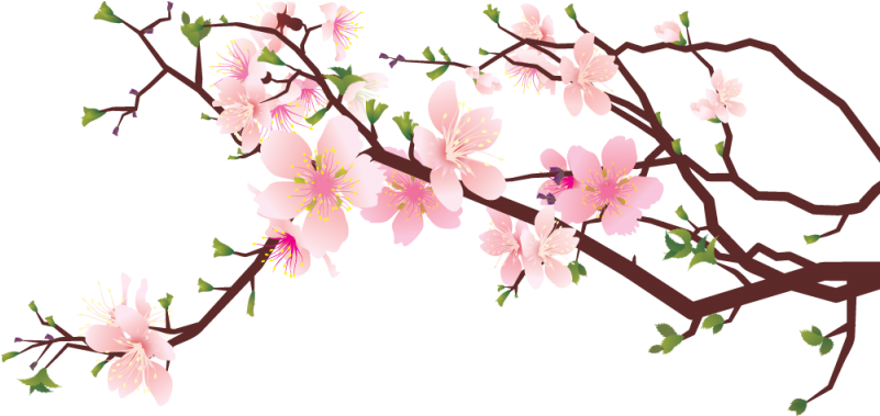 Cherry Blossom PNG HD Quality