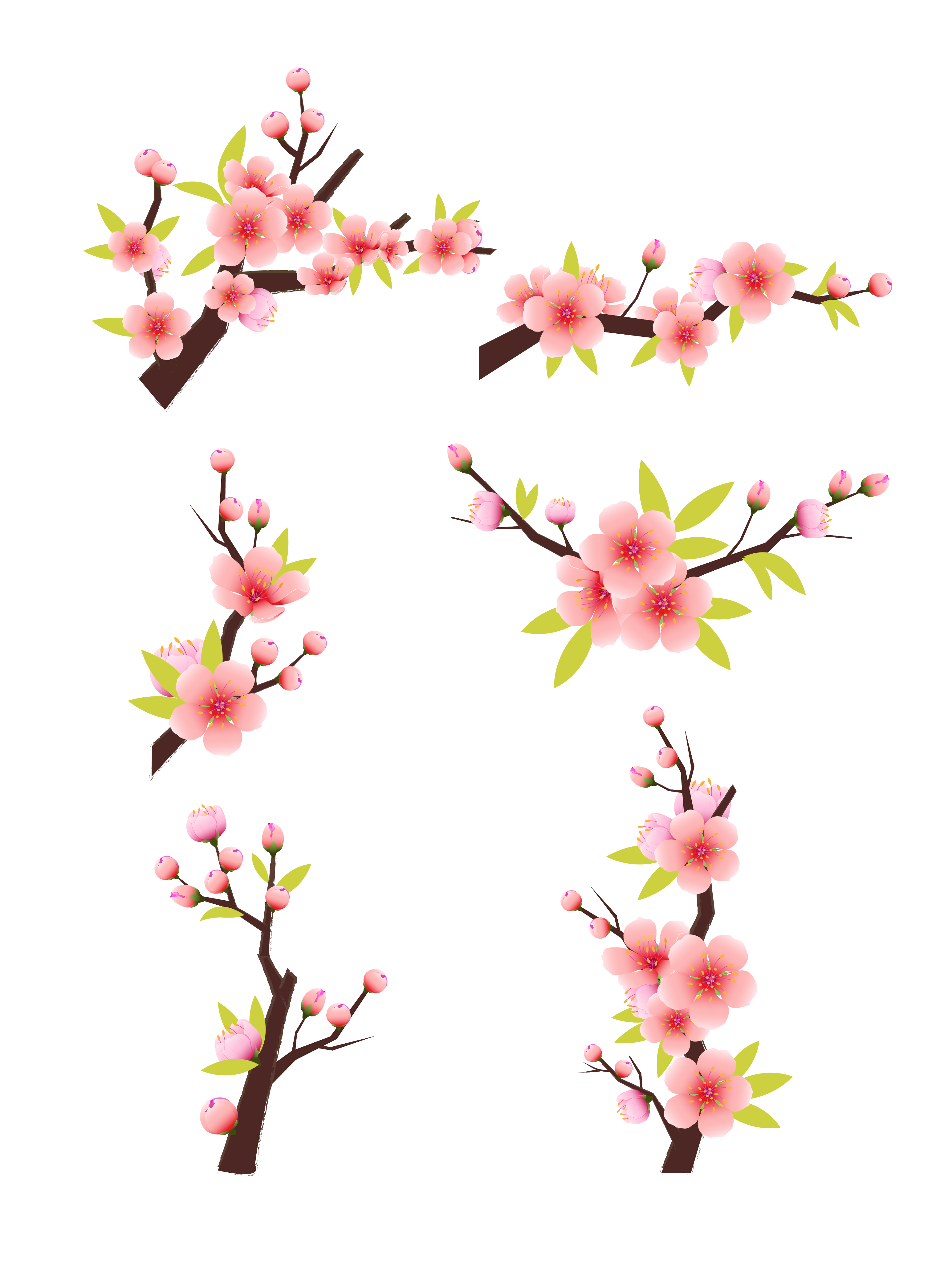 Cherry Blossom PNG Images HD