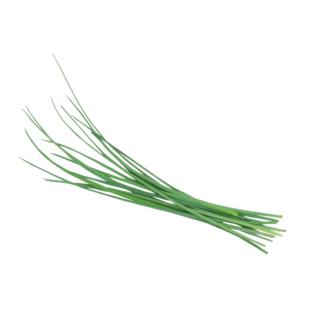 Chives PNG Background