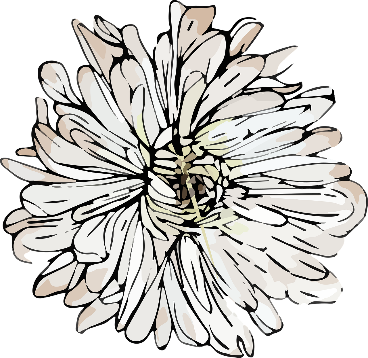 Chrysanthemum Background PNG Clip Art