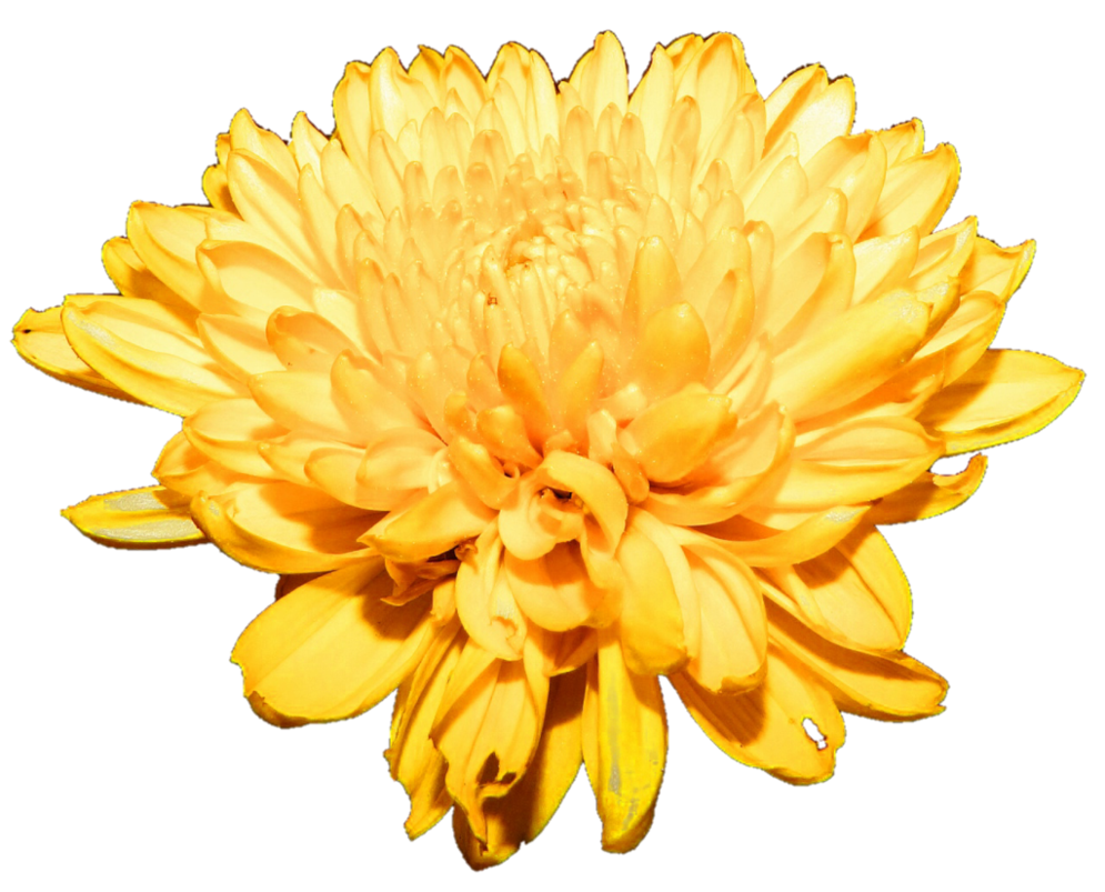 Chrysanthemum PNG Clipart Background