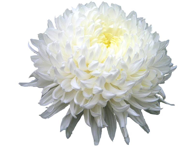 Chrysanthemum PNG HD Free File Download