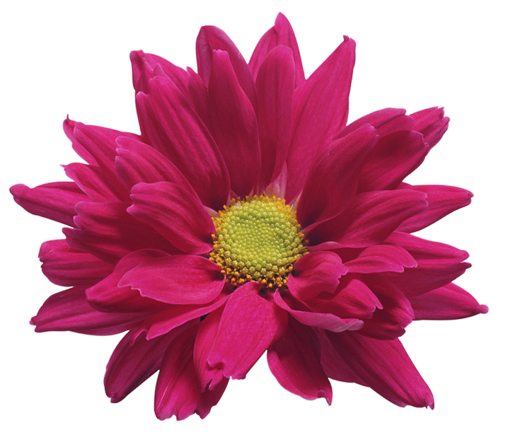 Chrysanthemum PNG HD Images