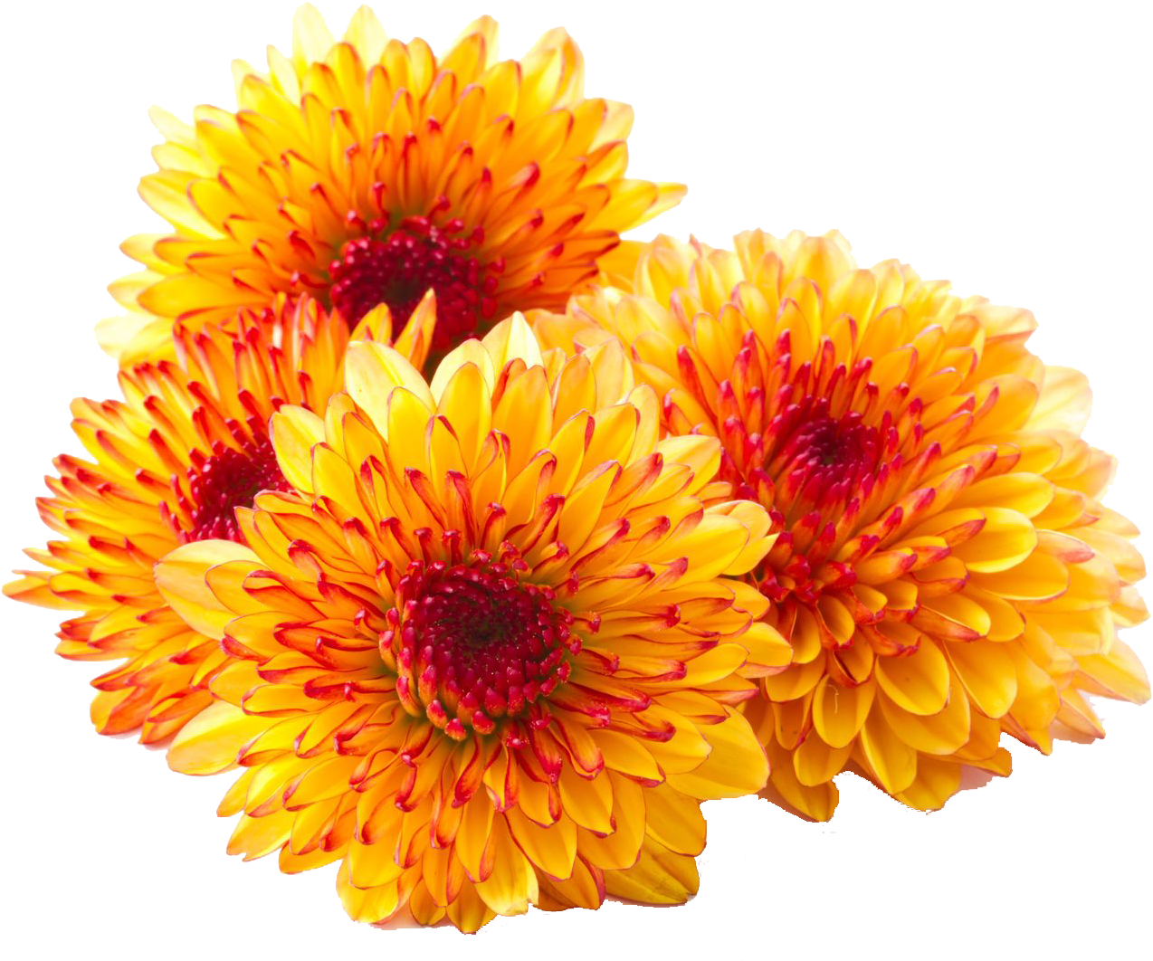 Chrysanthemum PNG HD Photos