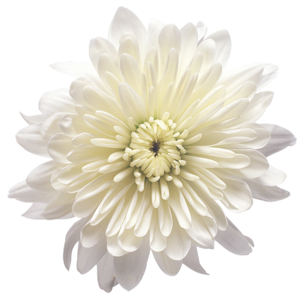 Chrysanthemum PNG HD Quality