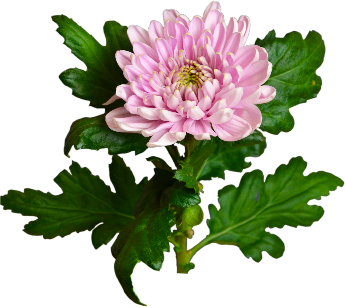 Chrysanthemum PNG Images HD