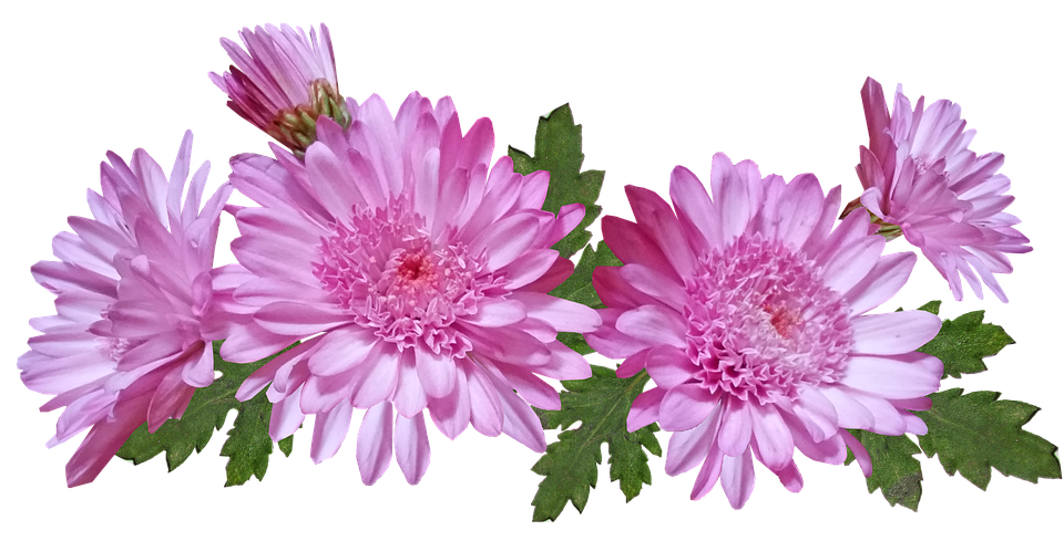 Chrysanthemum PNG Pic Background