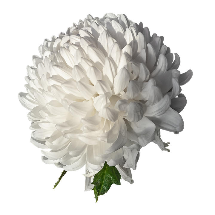 Chrysanthemum Transparent Images
