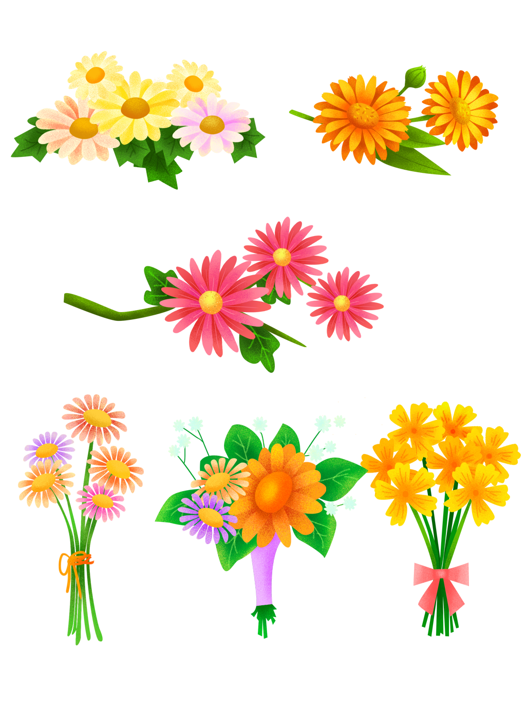 Chrysanthemum Transparent PNG