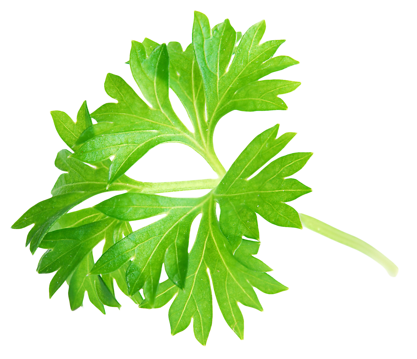 Coriander Free Picture PNG