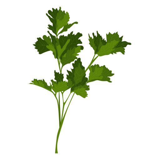 Coriander PNG Clipart Background