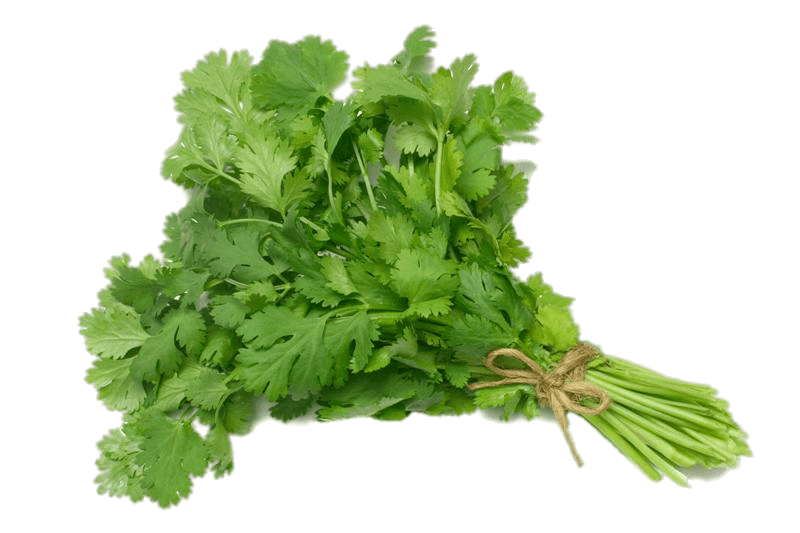 Coriander PNG HD Quality