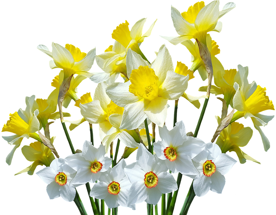 Daffodil Background PNG Image