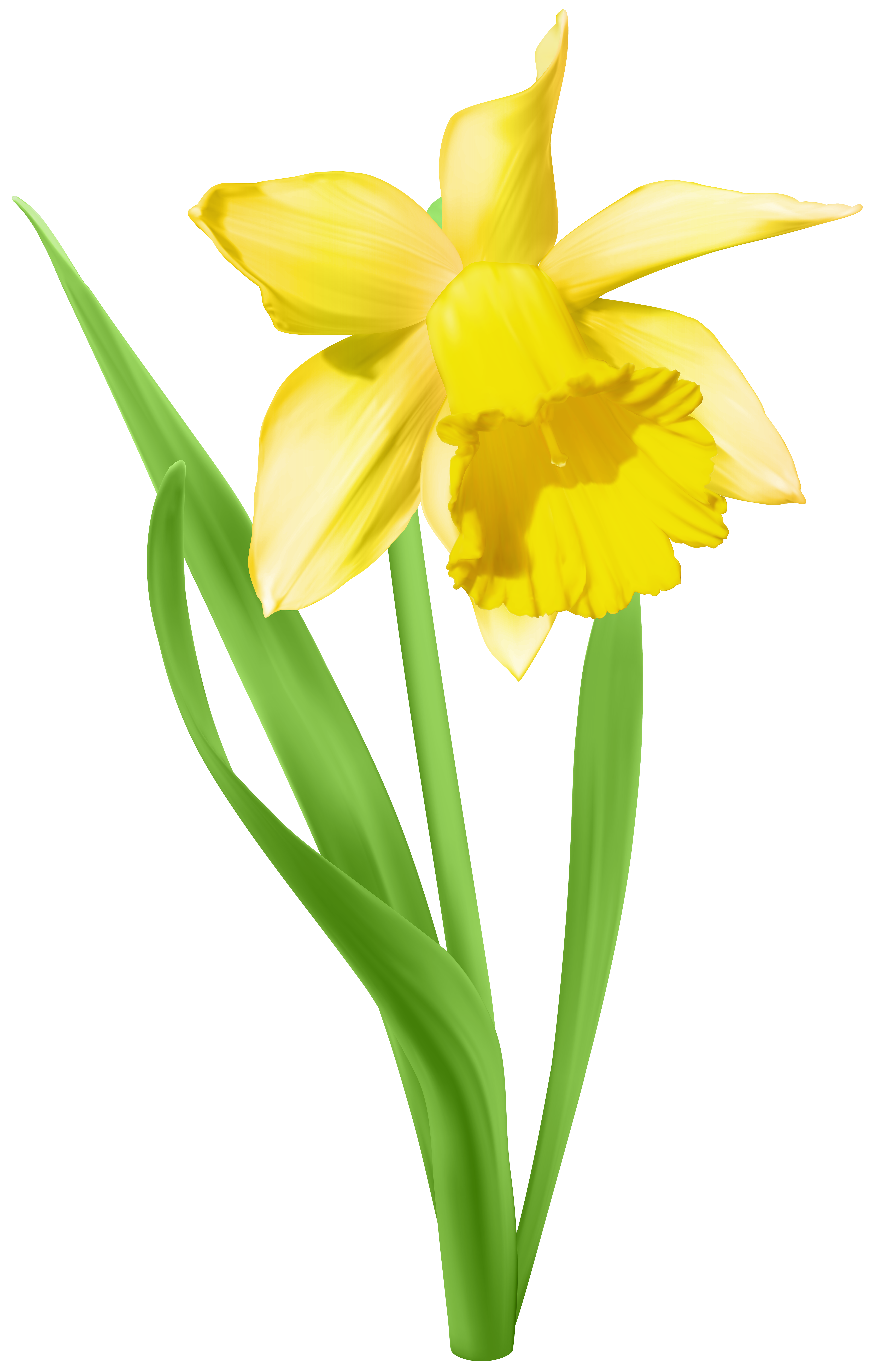 Daffodil Background PNG