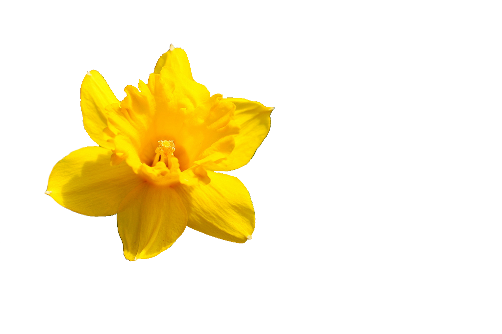 Daffodil Download Free PNG