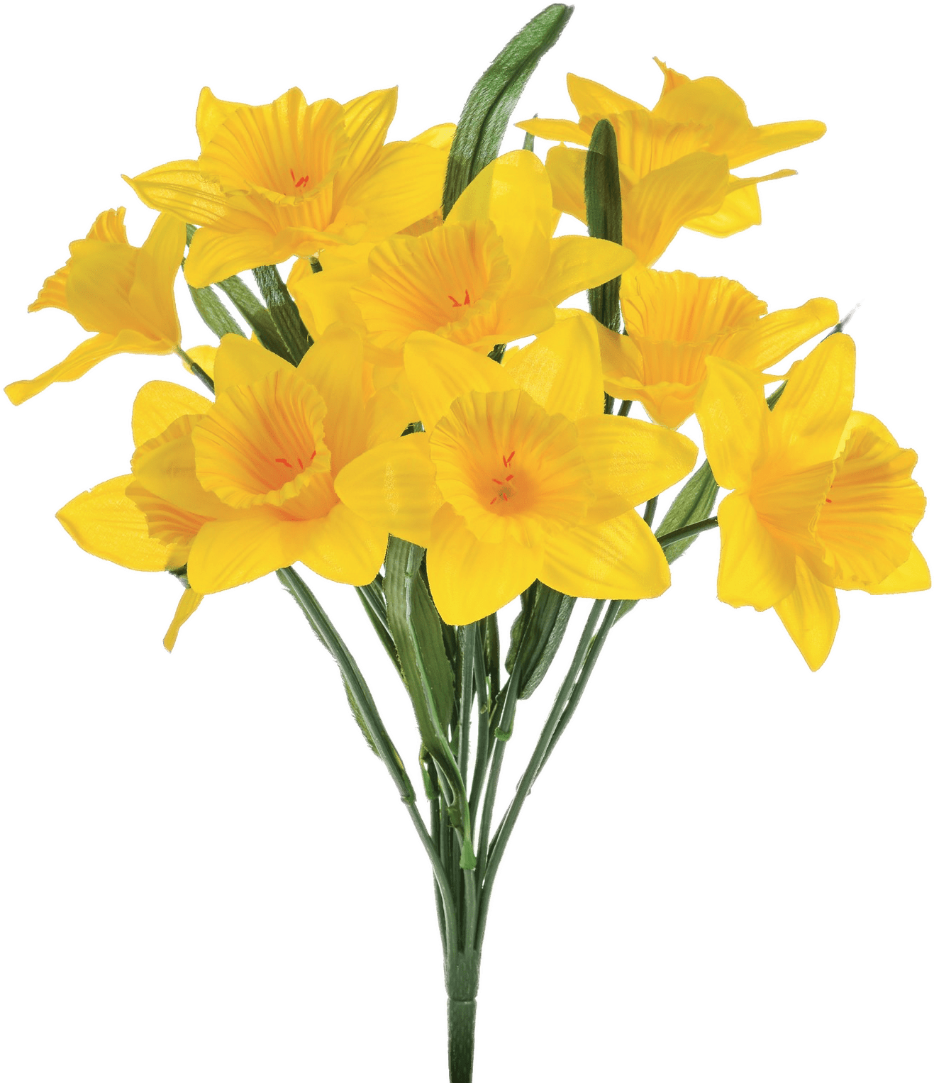 Daffodil Free PNG