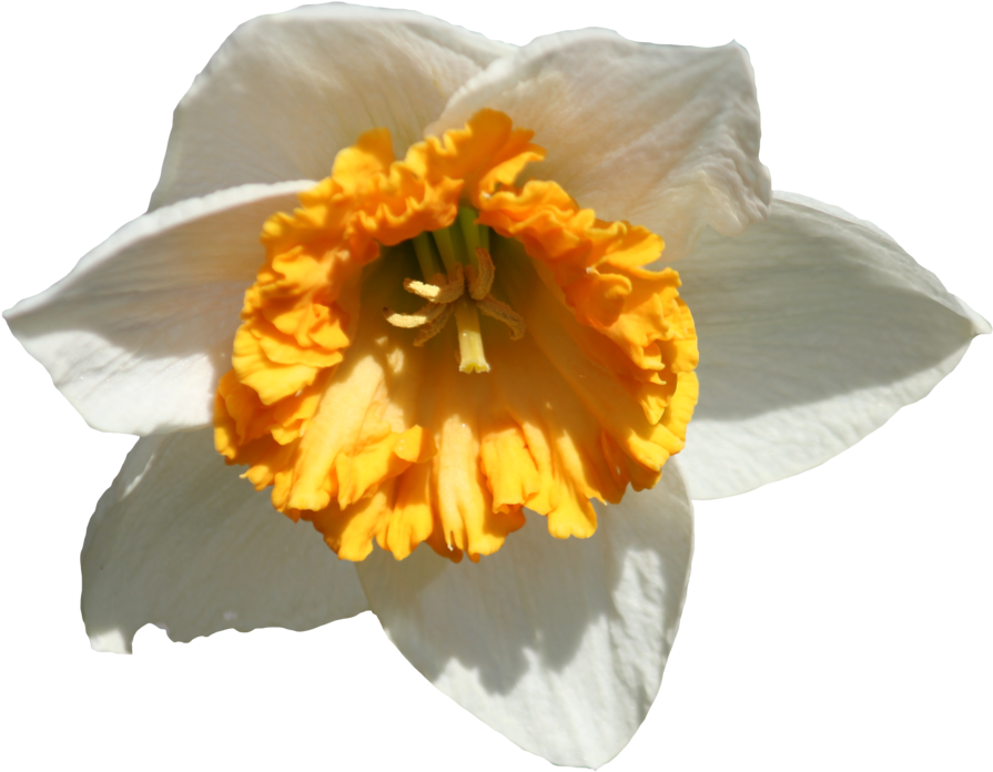 Daffodil No Background