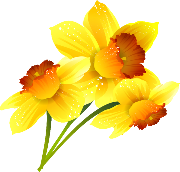 Daffodil PNG HD Free File Download